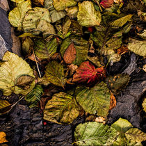 Alder Leaves 2015 by Fredrick Denner