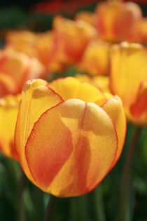 Tulpen in Orange von m-j-artgallery