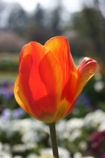 Tulpe in orange, tulip by m-j-artgallery