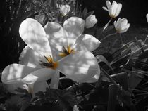 Tulpen in schwarz und weis by m-j-artgallery