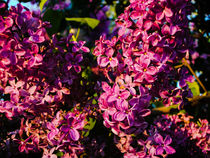 Lilacs by Dawn Siegler