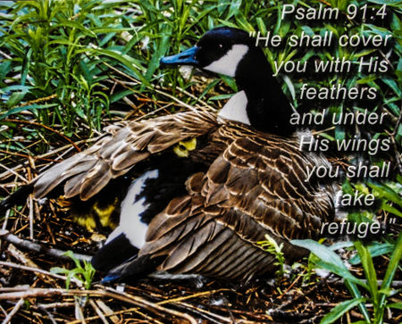 Psalm-91-4