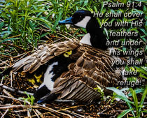 Psalm 91:4 by Dawn Siegler