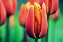 Edel-Tulpen von gugigei