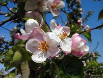 Apfelblüte im Rheinland von rosenlady