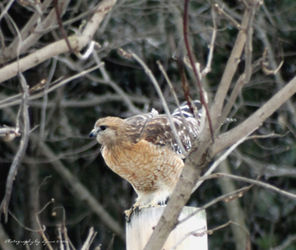 Red-tailed-hawk-getting-ready-for-takeoff