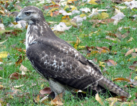 Red-tailed-hawk-standing-still