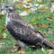 Red-tailed-hawk-standing-still