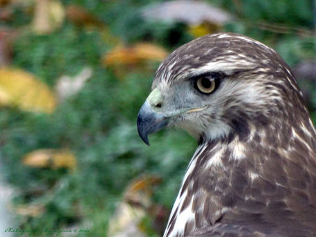 Red-tailed-hawk-striking-a-pose