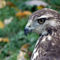 Red-tailed-hawk-striking-a-pose
