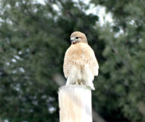 Red Tail Hawk Waiting on a Pole by Gena Weiser