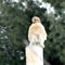 Red-tailed-hawk-waiting-on-a-pole