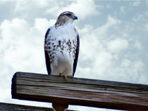 Red Tailed Hawk Waiting by Gena Weiser