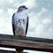 Red-tailed-hawk-waiting