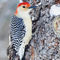 Red-bellied-woodpecker