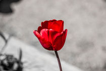 Rote Tulpe 3 von Patrick Grabowski