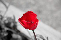 Rote Tulpe 2 von Patrick Grabowski