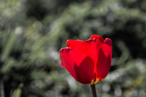 Rote Tulpe von Patrick Grabowski