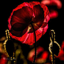 Backlite Poppy by Fredrick Denner