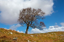 A single tree, Dumfries and Galloway by David Hare