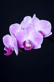 Orchidee by Susi Stark