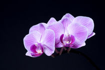 Orchidee von Susi Stark