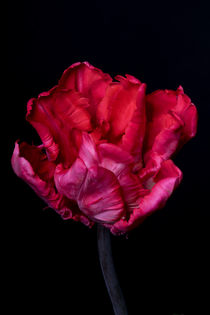 Tulipa by Susi Stark