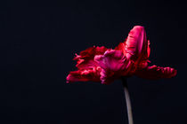 Tulip by Susi Stark