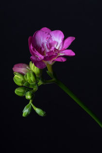 Fresien, zarte Blüten, voller Duft by Susi Stark