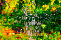 Summer watering by Yuri Hope