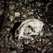 Lynx Skull by Fredrick Denner
