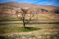 Moorland Tree von David Hare