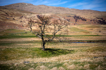 Single-tree-scotland-apr-2016-3