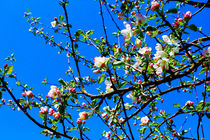 apple blossom von M. Ziehr