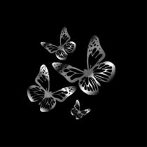 Silver colored butterflies flying by Shawlin I