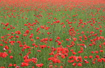 Mohnblumenwiese poppies meadow by m-j-artgallery