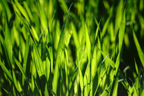 Lichtes Gras von Bastian  Kienitz