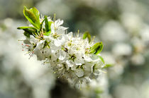 Tree Blossom by Jeremy Sage