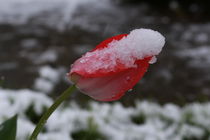 Tulpe im Schnee von Christiane Badura
