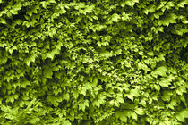 Green Wall von crazyneopop
