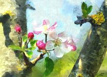 apple blossom by Wolfgang Pfensig