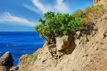 The tree on the side of a cliff  von Yuri Hope