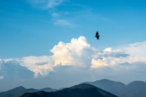 Bird flying by Joao Henrique Couto e Silva