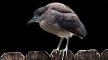 Black-Crowned Night-Heron von Gena Weiser