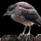 Black-crowned-night-heron