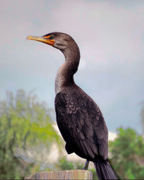 Double Crested Cormorant by Gena Weiser