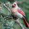 Female-cardinal