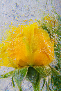 'Gelbe Rose in Eis 1' by Marc Heiligenstein
