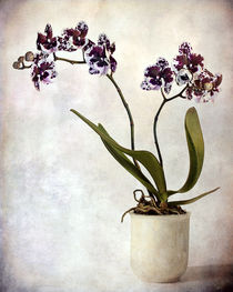 Purple orchid von Barbara Corvino