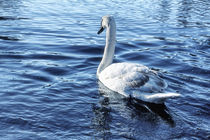 Swan On Lake von tastefuldesigns